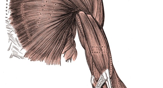 Kinesiológia VI. – bicepsy