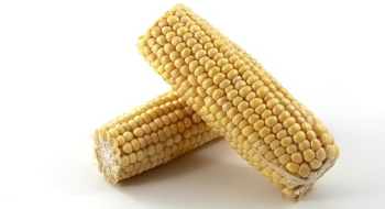 Kukurica – chutná i zdravá 
