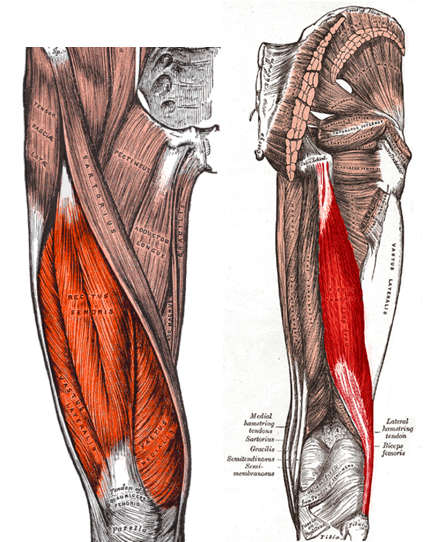 svaly stehna